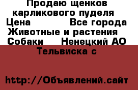 Продаю щенков карликового пуделя › Цена ­ 2 000 - Все города Животные и растения » Собаки   . Ненецкий АО,Тельвиска с.